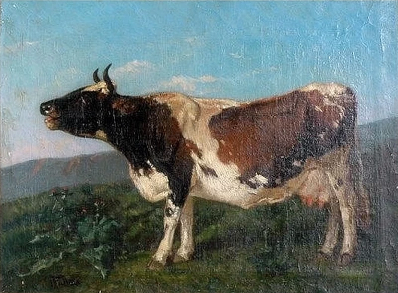 Mucca